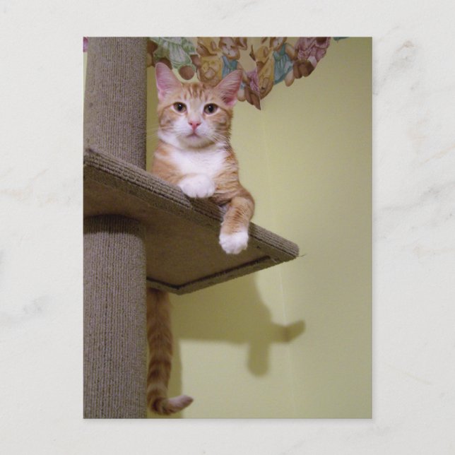 Carte Postale sur l'arbre du chat (Devant)