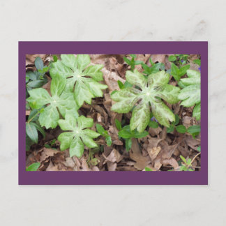 Carte Postale Sur le terrain du Monticello de Jefferson...