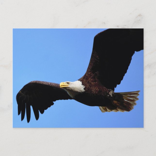 Carte Postale Sur les ailes d'aigle (Devant)