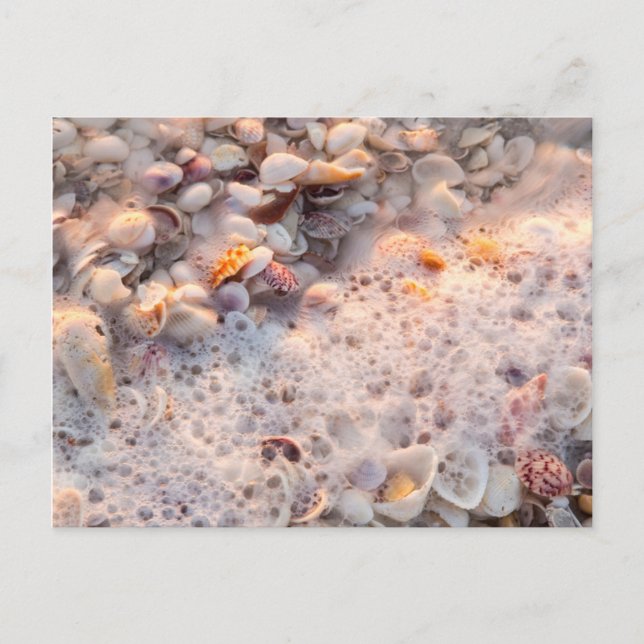 Carte Postale Surf Et Coquillages Entrants Sur L'Île De Sanibel (Devant)
