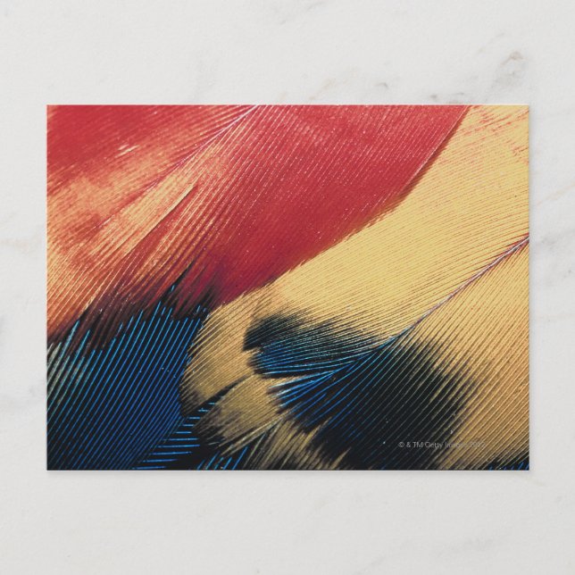 Carte Postale Surface de la plume 3 (Devant)