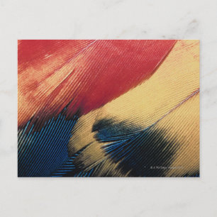 Carte Postale Surface de la plume 3