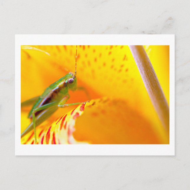 Carte Postale surfeur (Devant)