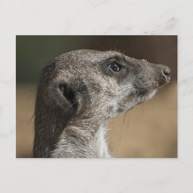 Carte Postale Suricate (Devant)