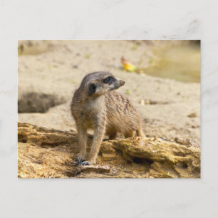 Carte Postale Suricate