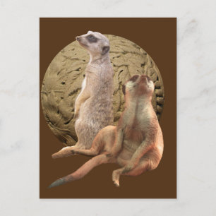 Carte Postale Suricates Zoo d'Indianapolis