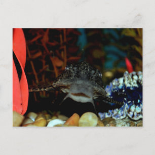 Carte Postale Surveillance de Pleco