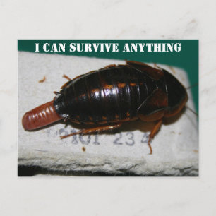 Carte Postale Survivre à n'importe quoi, Cockroach avec poche d'
