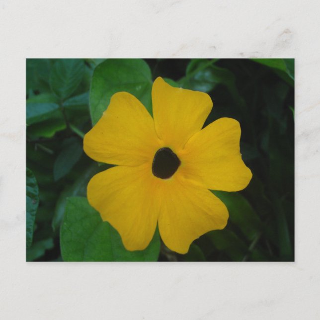 Carte postale Susan aux yeux noirs (Devant)