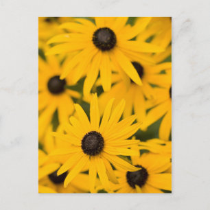 Carte Postale Susan Daisies aux yeux noirs