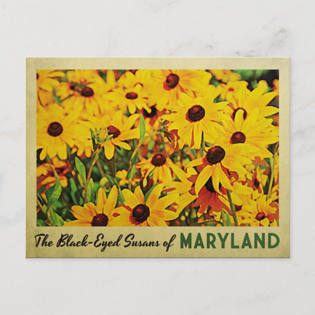 Carte Postale Susans à oeil noir du Maryland (Devant)