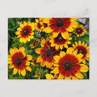 Carte Postale Susans aux yeux noirs