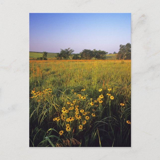 Carte Postale Susans aux yeux noirs dans la prairie à herbes hau (Devant)