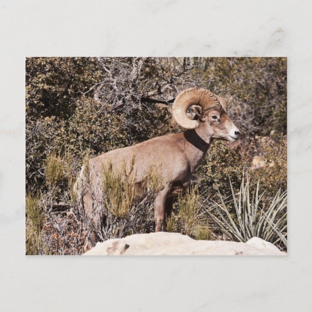 Carte Postale Suspension momentanée (Devant)