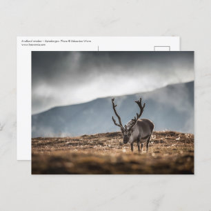 Carte Postale Svalbard Reindeer Nature Photo