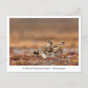 Carte Postale Svalbard Rock Ptarmigan Nature Photo