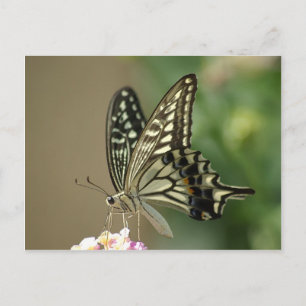 Carte Postale Swallowtail asiatique