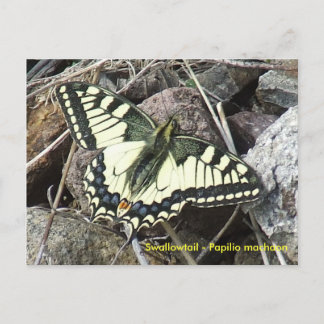Carte postale Swallowtail Butterfly
