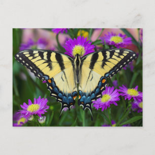 Carte Postale Swallowtail Butterfly on daisy