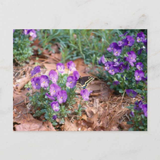 Carte postale Swallowtail & Viola (Devant)
