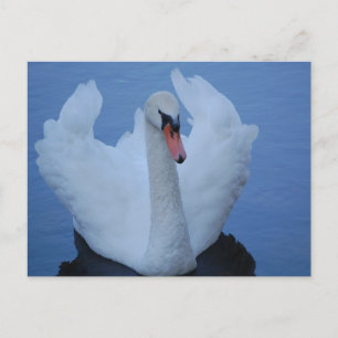 Carte postale Swan