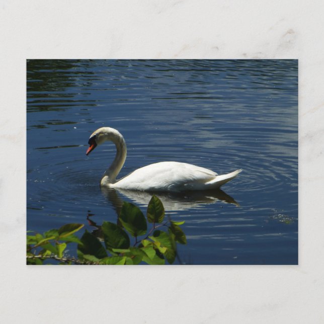Carte Postale Swan (Devant)