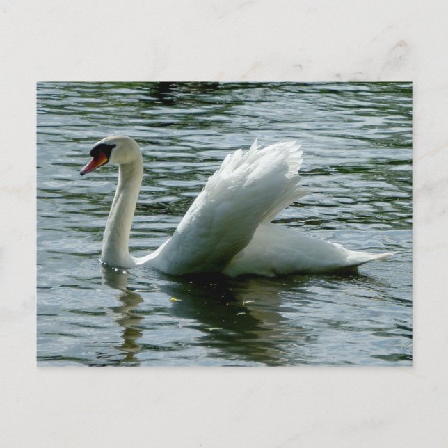 Carte Postale Swan (Devant)