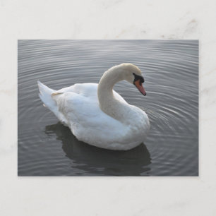 Carte Postale Swan