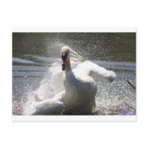 Carte postale Swan