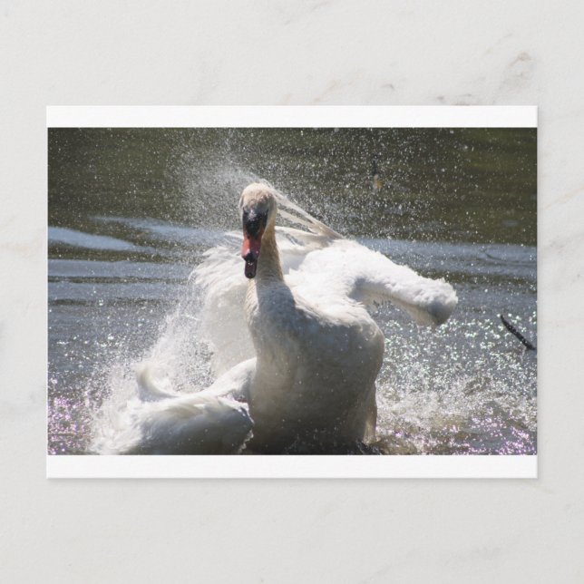 Carte postale Swan (Devant)