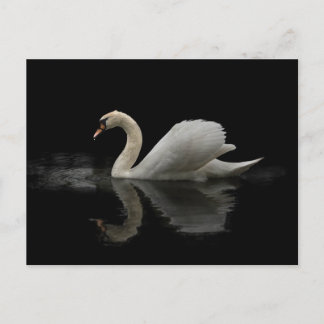 Carte Postale Swan