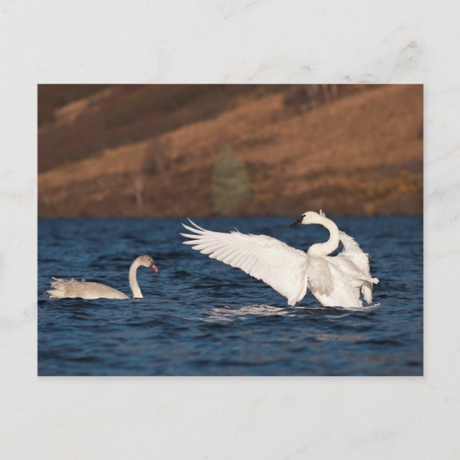 Carte Postale Swan (Devant)