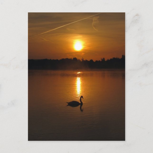 Carte Postale Swan et coucher de soleil (Devant)
