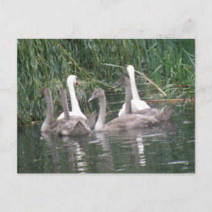 Carte postale Swan et Cygnets