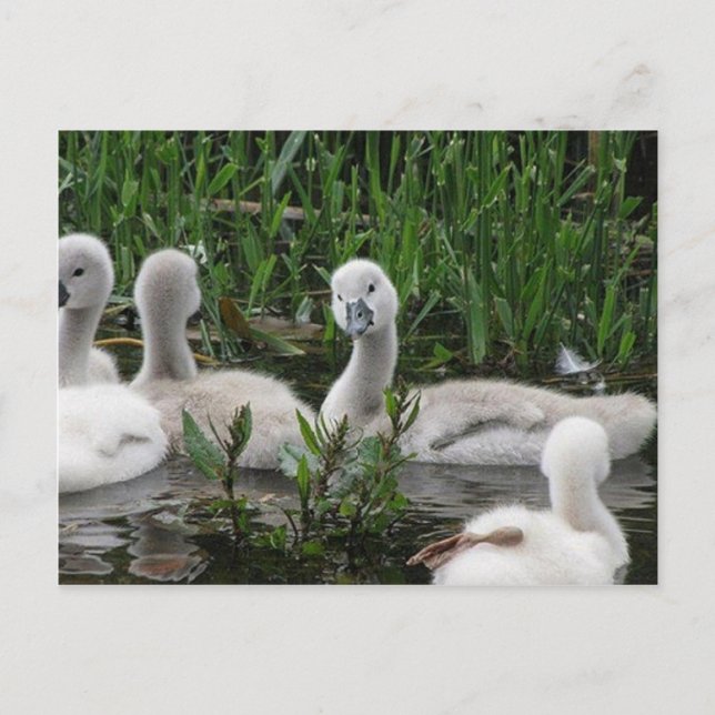 Carte Postale Swan in Wonder.jpg (Devant)