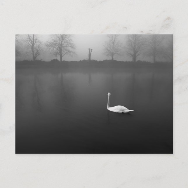 Carte Postale Swan, matin brumeux (Devant)