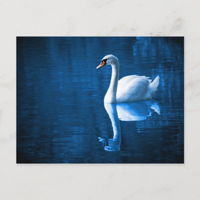 Carte Postale Swan sur la rivière (Devant)