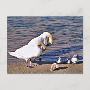 CARTE POSTALE SWANS
