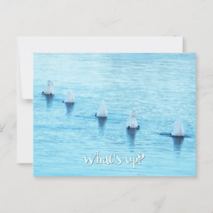 Carte Postale Swans amusants Quoi de neuf Toute occasion vide