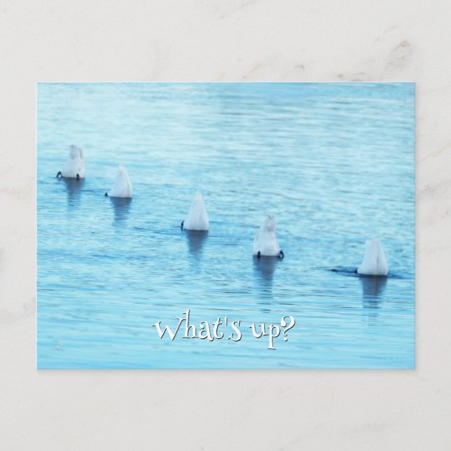 Carte Postale Swans amusants Quoi de neuf Toute occasion vide (Devant)