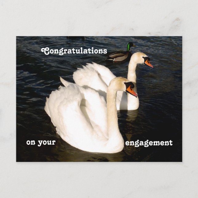 Carte Postale Swans au coucher du soleil (Devant)