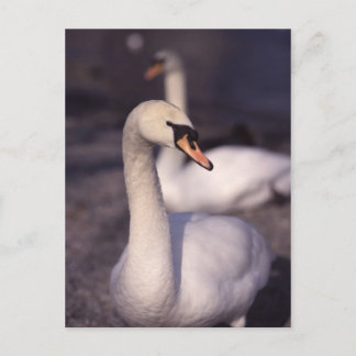 Carte Postale Swans au lac Windermere