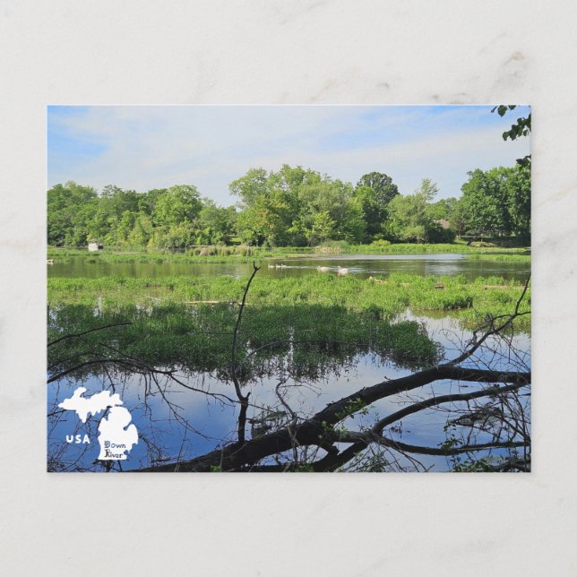Carte Postale Swans de Metropark Oakland avec logo (Devant)