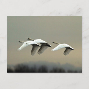 Carte Postale Swans de toundra