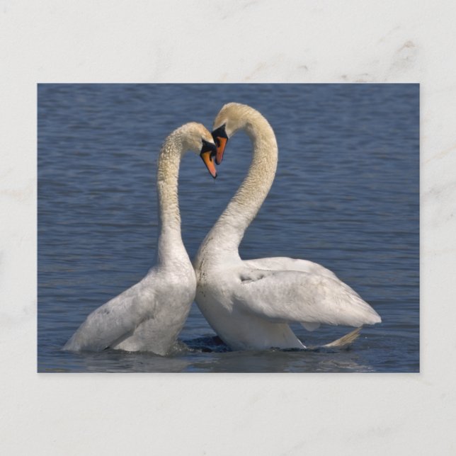 Carte postale Swans in Love (Devant)