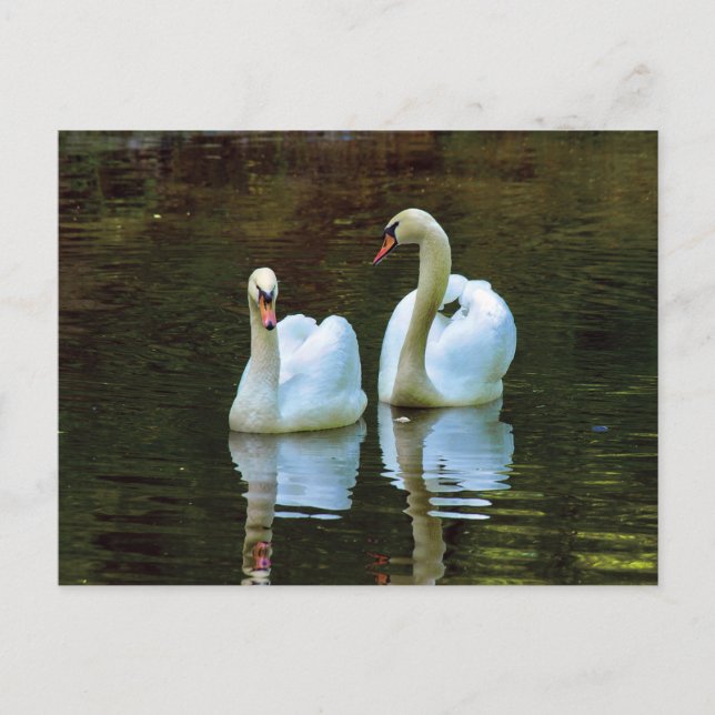 Carte postale Swans in Love (Devant)