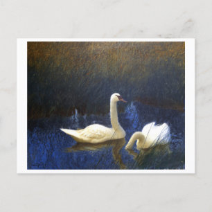 Carte Postale Swans in Reeds (1907) par Bruno Liljefors