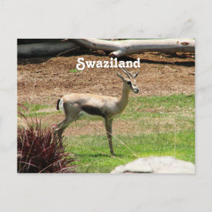 Carte Postale Swaziland Gazelle