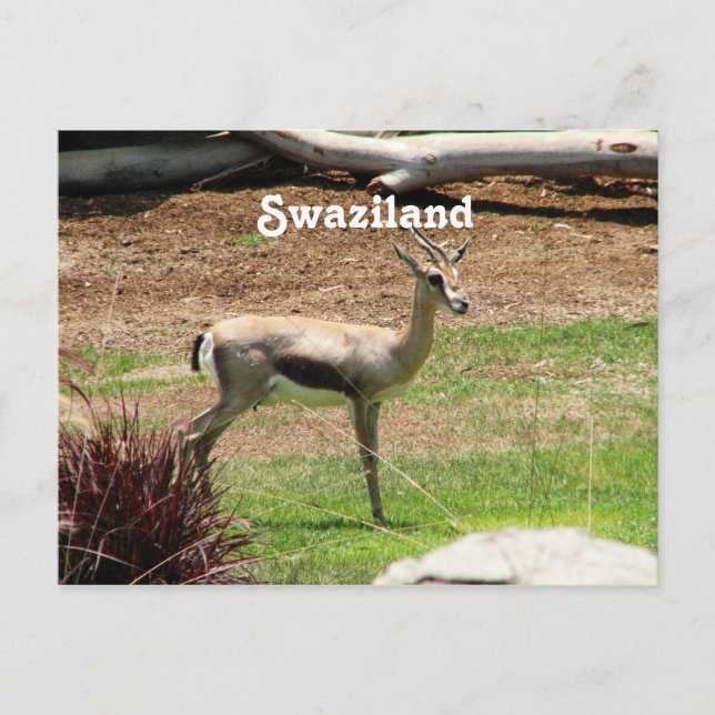 Carte Postale Swaziland Gazelle (Devant)