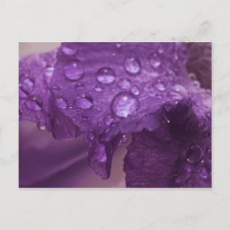 Carte Postale Sweaty Iris